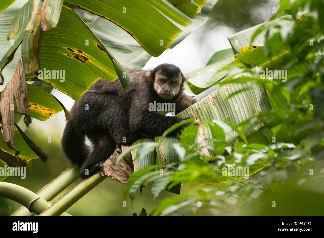 A Black Capuchin Monkey (Cebus nigritus) from the Atlantic Rainforest Stock Photo