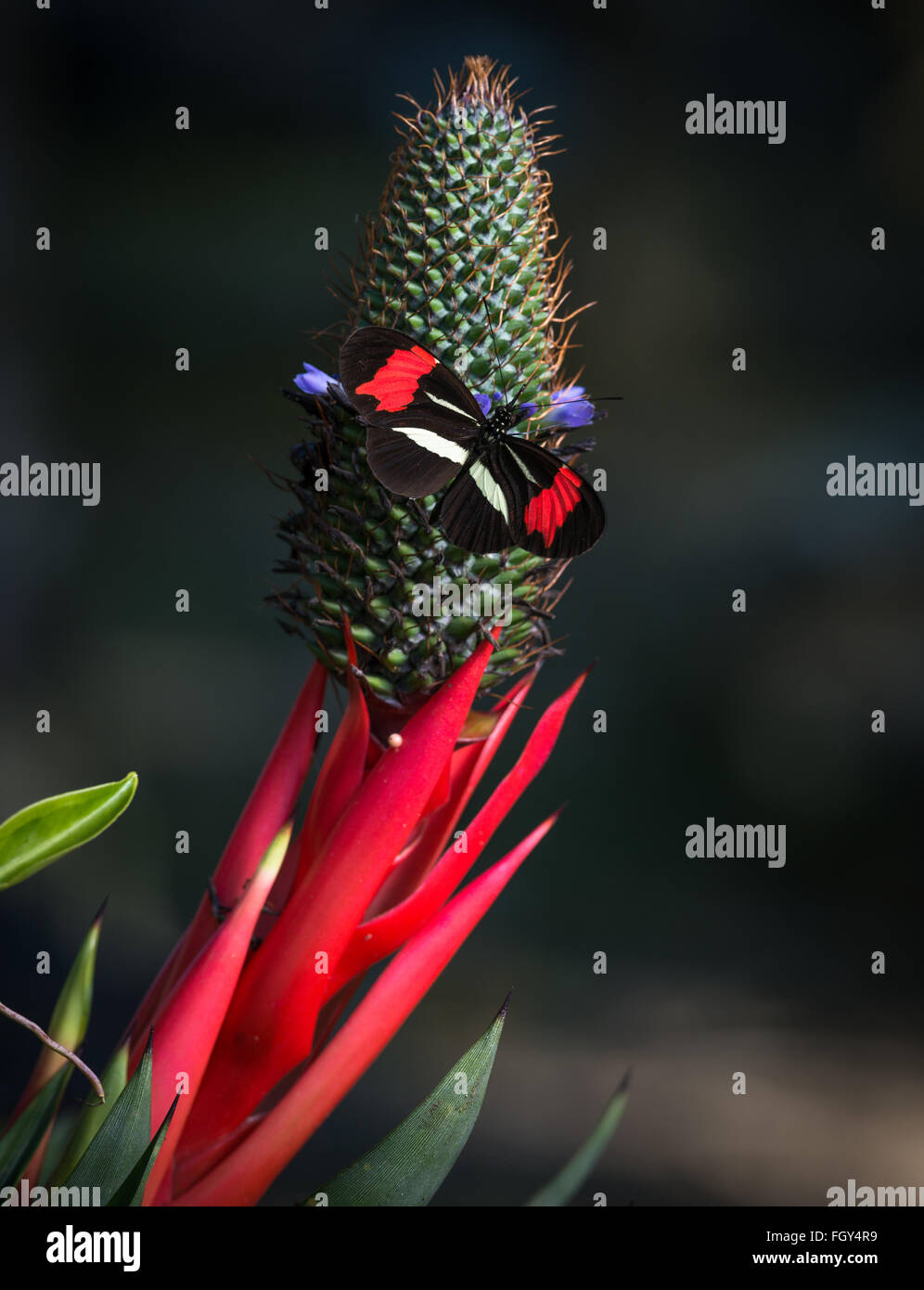 Heliconius erato butterfly visiting a bromeliad flower in the Atlantic Rainforest Stock Photo