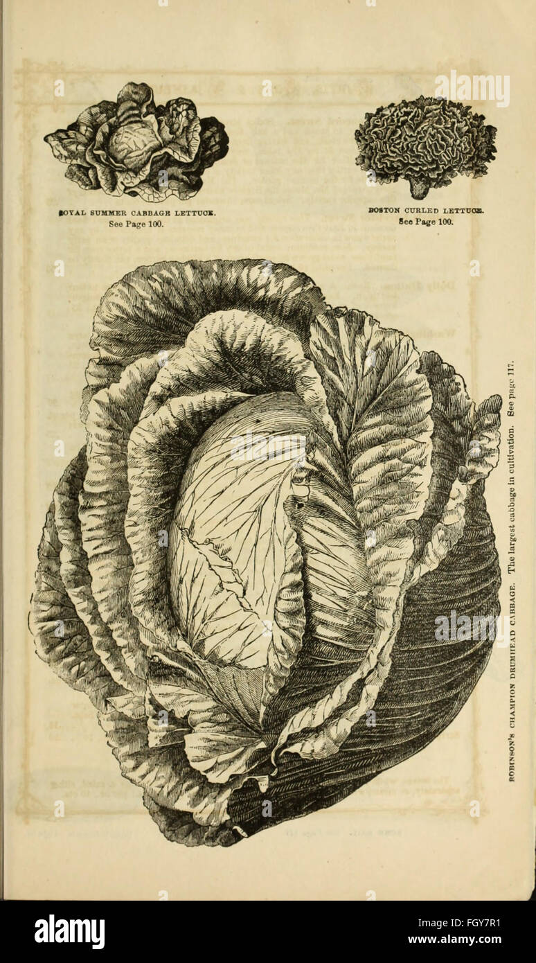 Curtis, Cobb and Washburn's amateur cultivator's guide to the flower and kitchen garden for 1878 (1878) Stock Photo