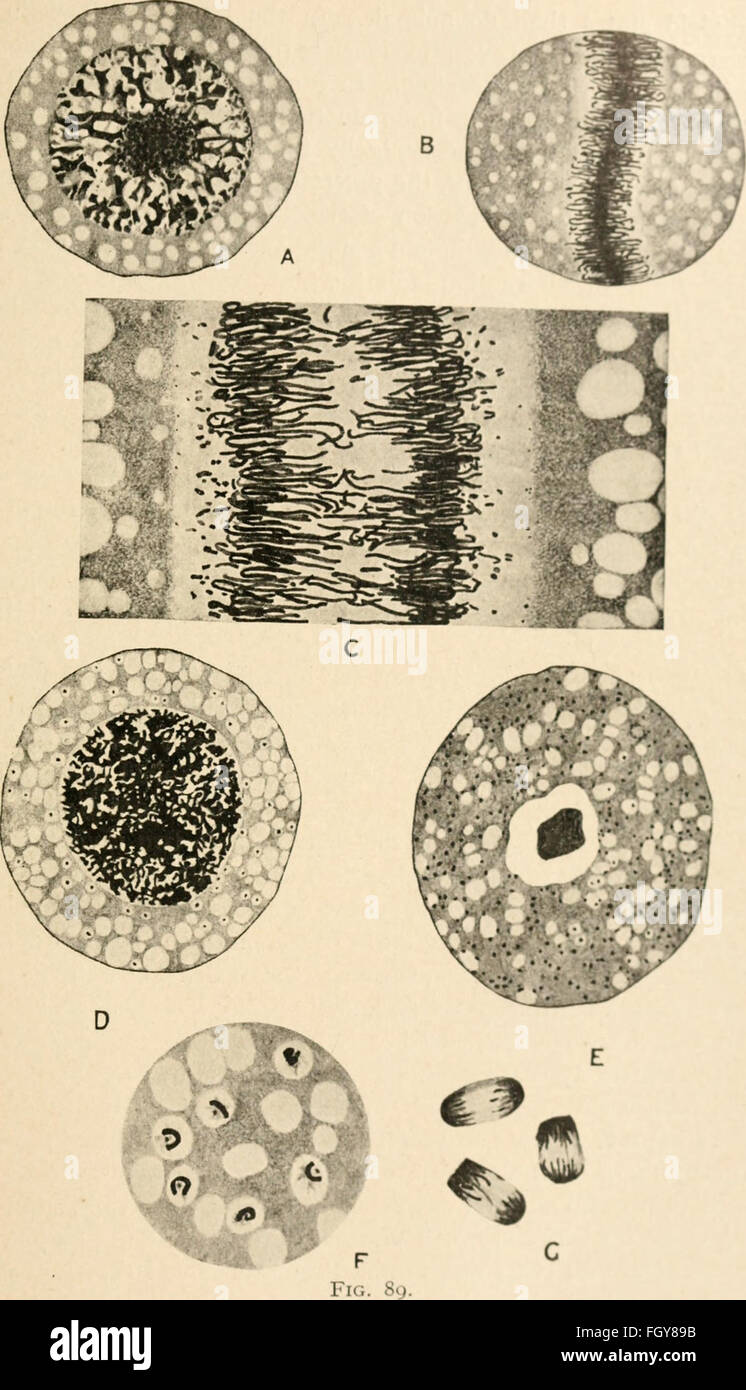 A 1920 study focusing on cytology, particularly the structure and ...
