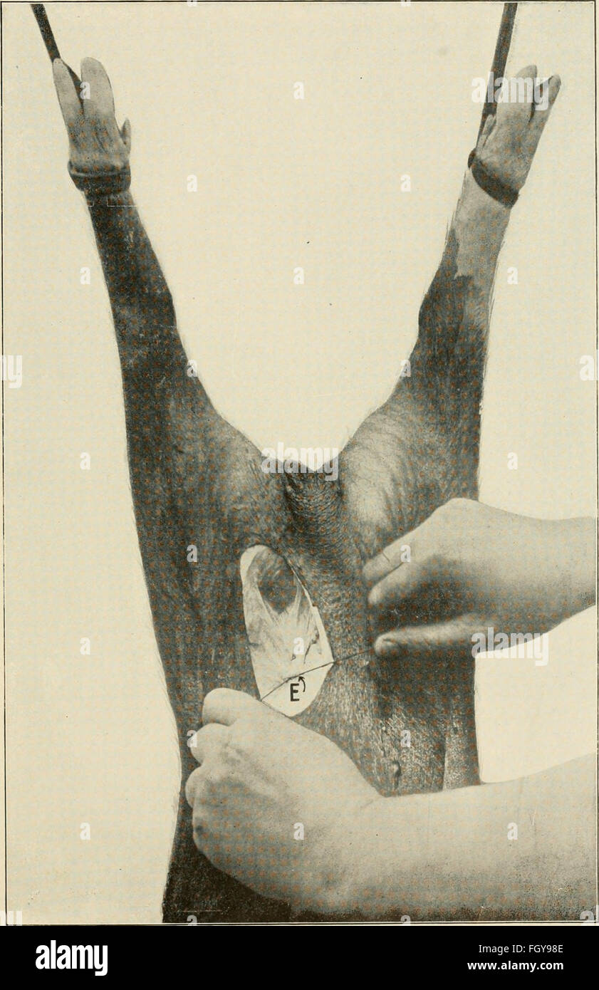 Animal castration a book for the use of students and practitioners (1914 Stock Photo Alamy