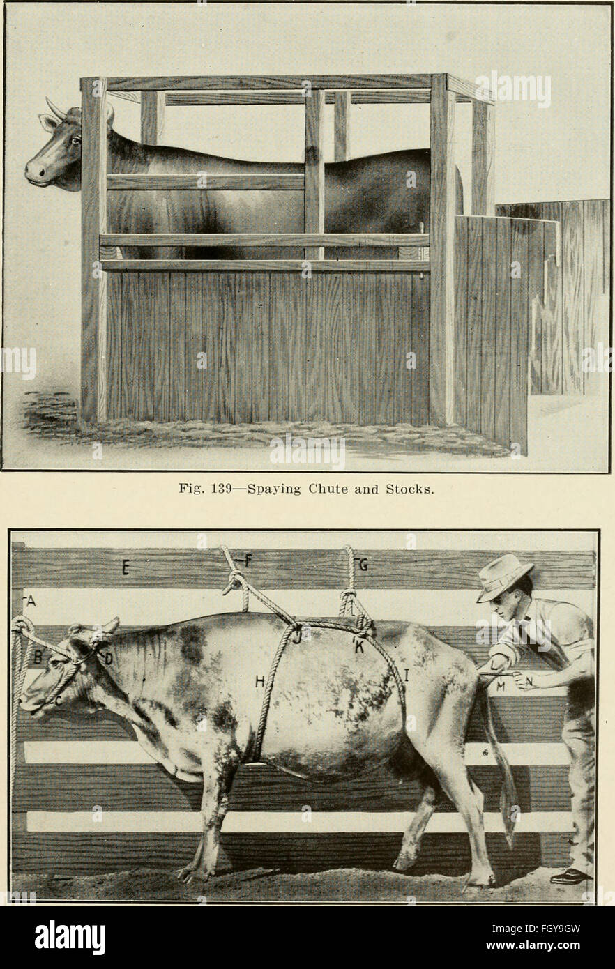 Animal castration a book for the use of students and practitioners (1914 Stock Photo Alamy