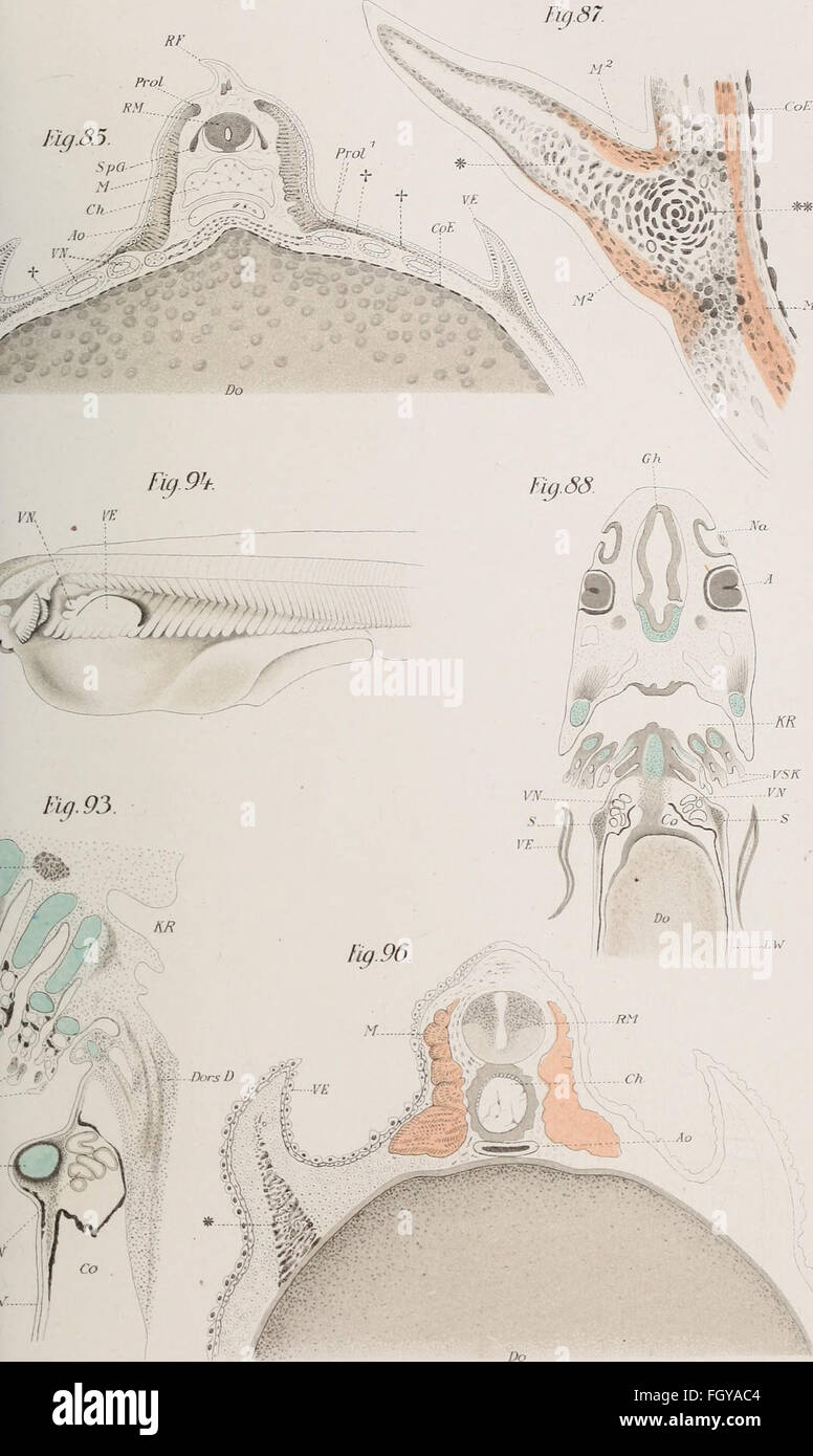 This 1892 work focuses on the skeletal structures of vertebrates ...