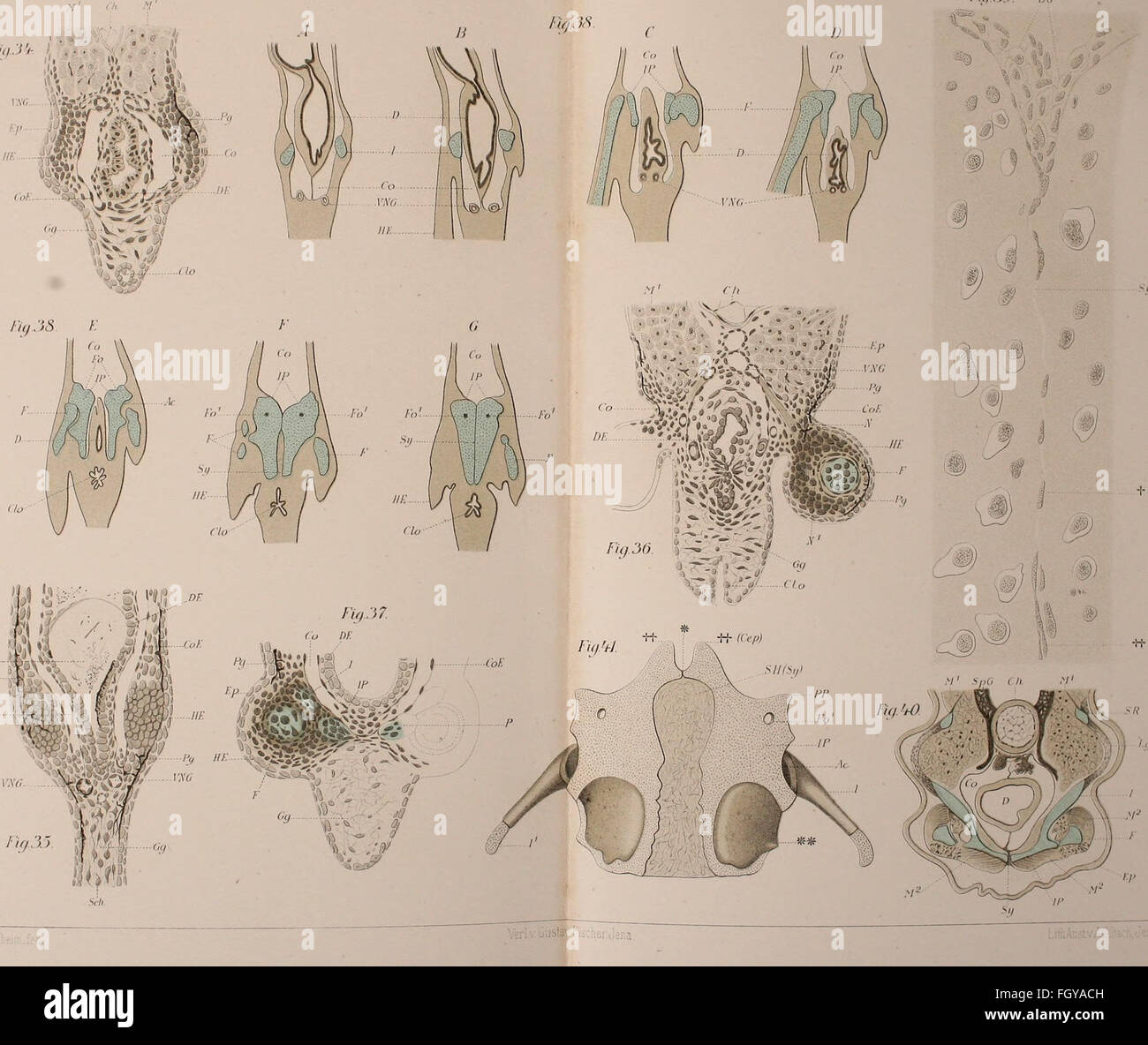This work focuses on the skeletal structures of vertebrates, with ...