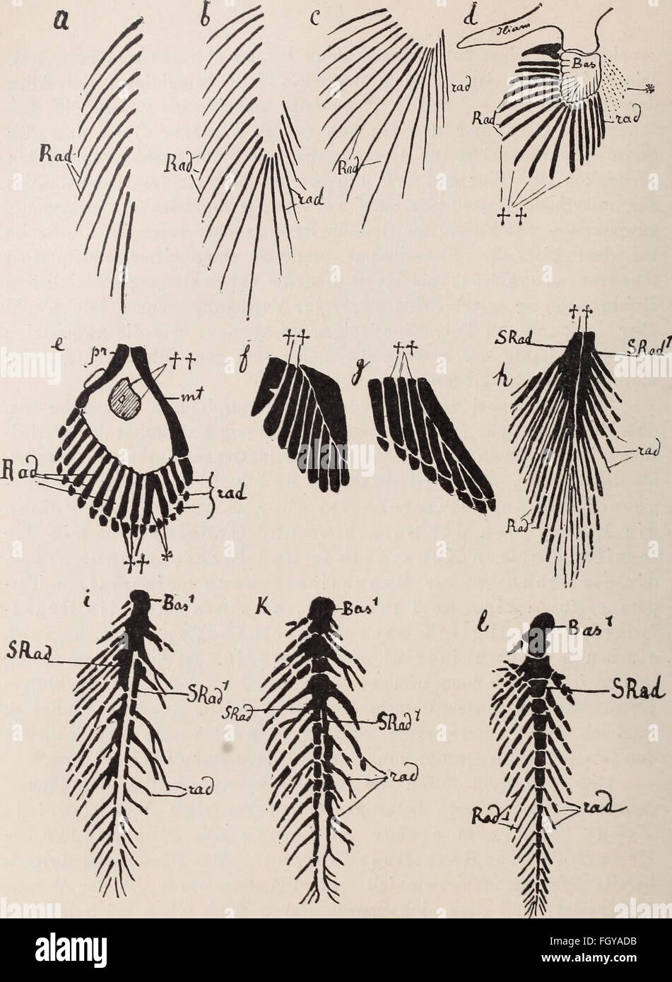 This German work from 1892 discusses the limb skeleton of vertebrates ...