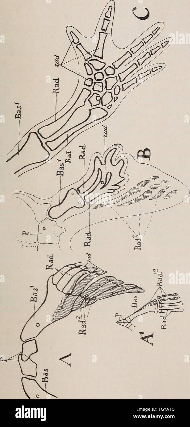 This German work from 1892 examines the limb skeletons of vertebrates ...