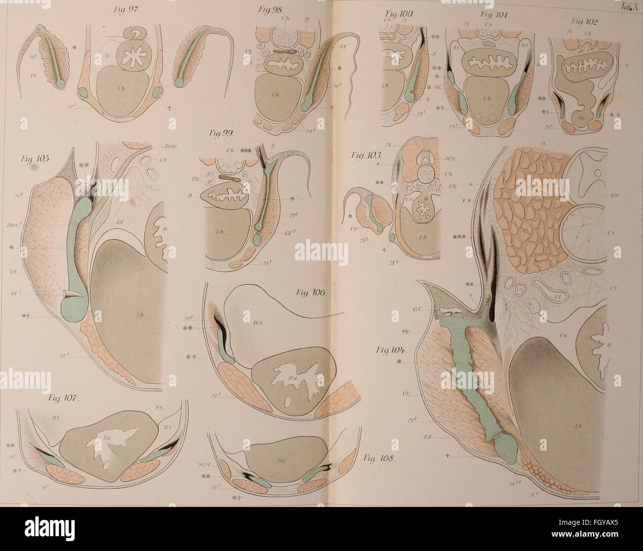 This German work (1892) focuses on the limb skeletons of vertebrates ...