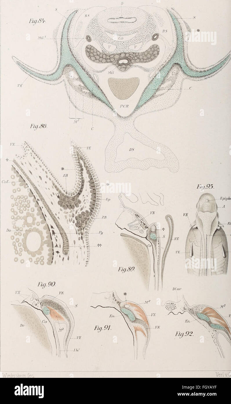 This work focuses on the limb skeleton of vertebrates, particularly the ...