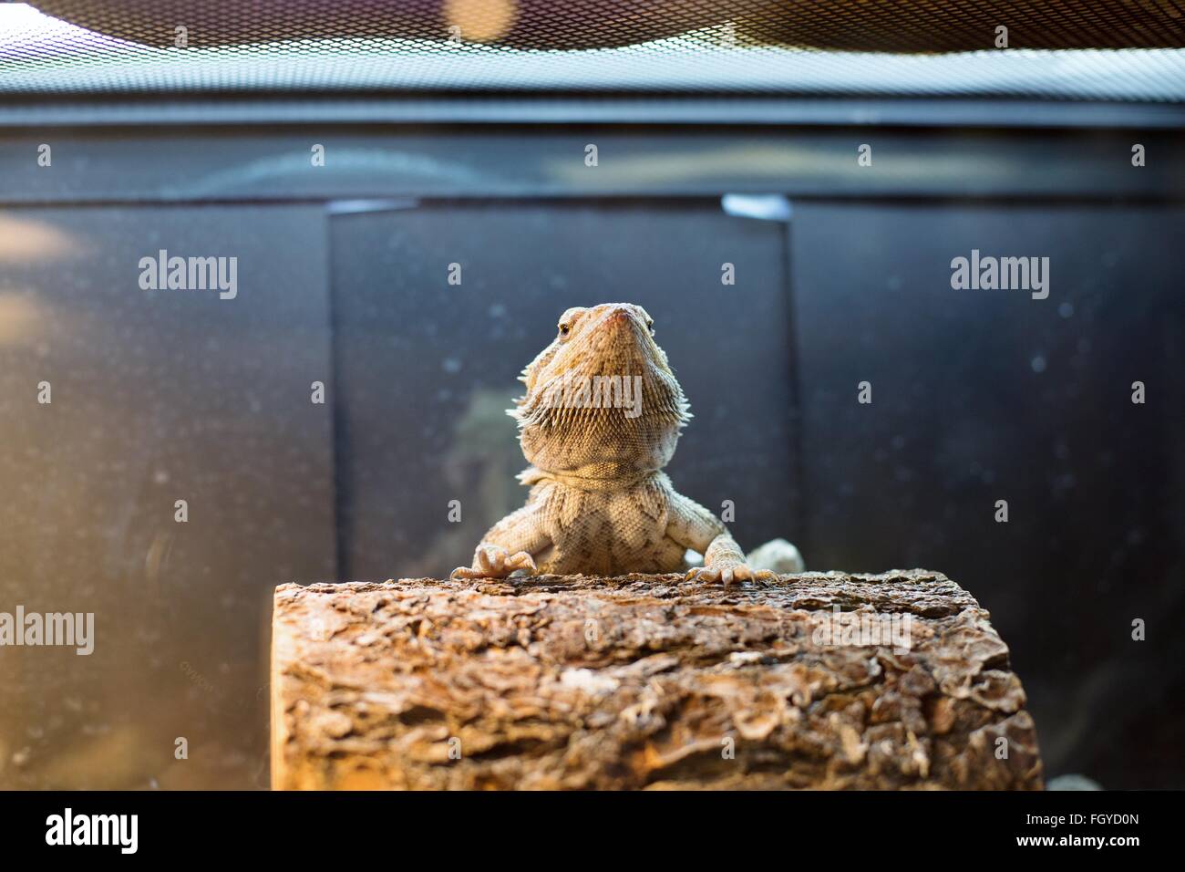 A bearded dragon lizard in a tank under a warming light Stock Photo Alamy