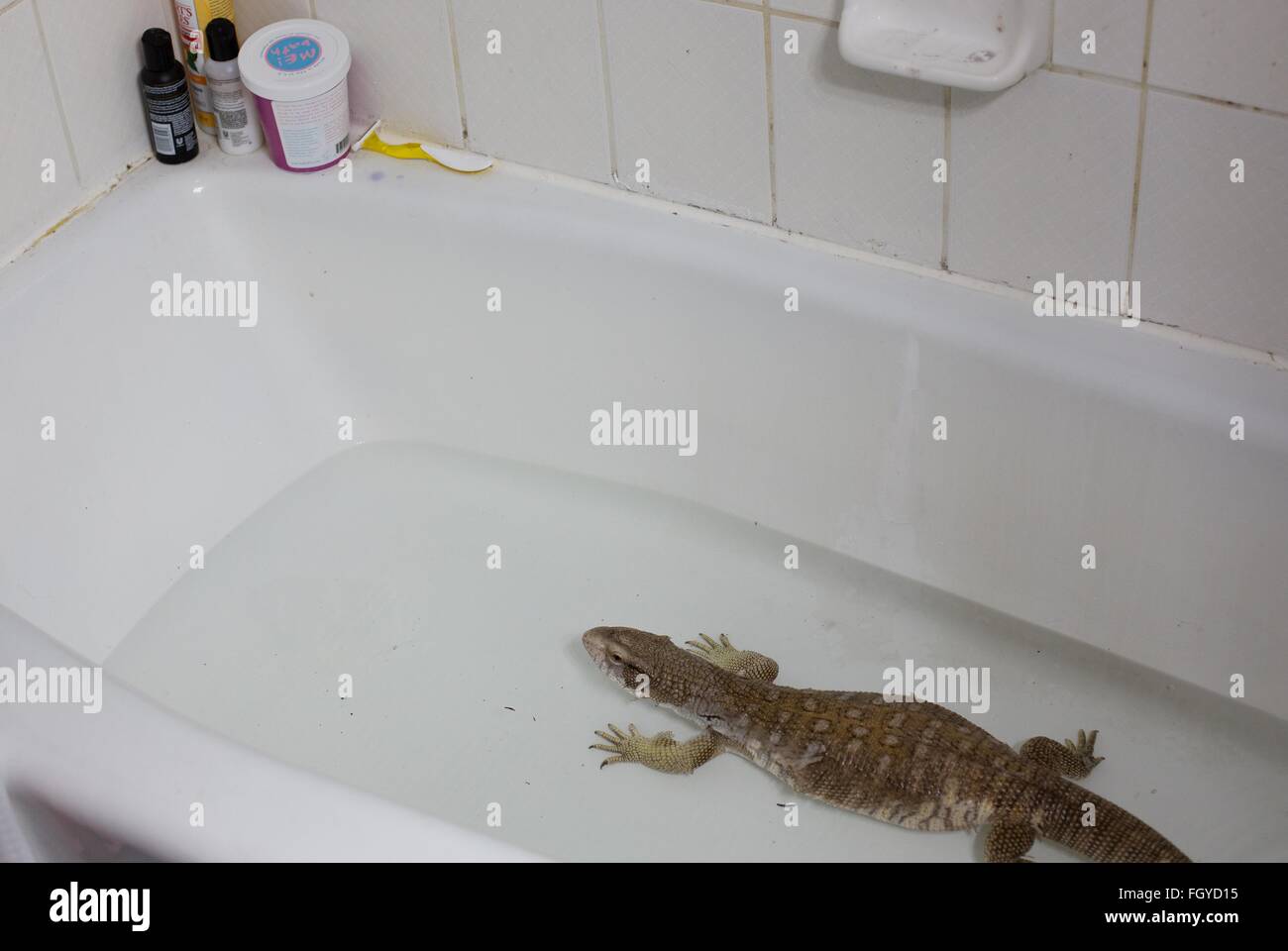 A bathtub containing a soaking Savannah monitor lizard Stock Photo Alamy