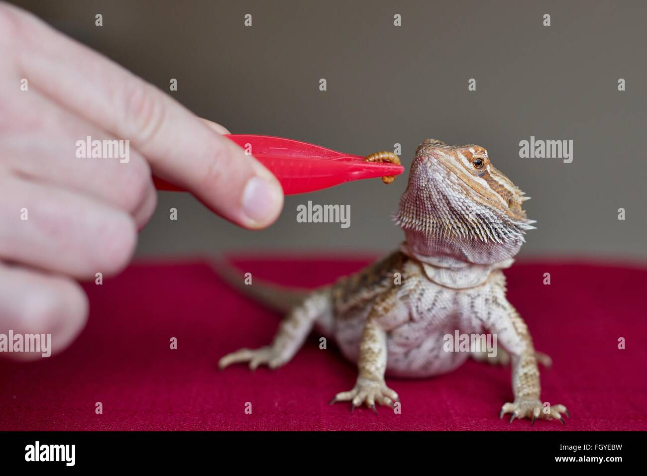 A bearded dragon lizard being fed a grub worm Stock Photo Alamy