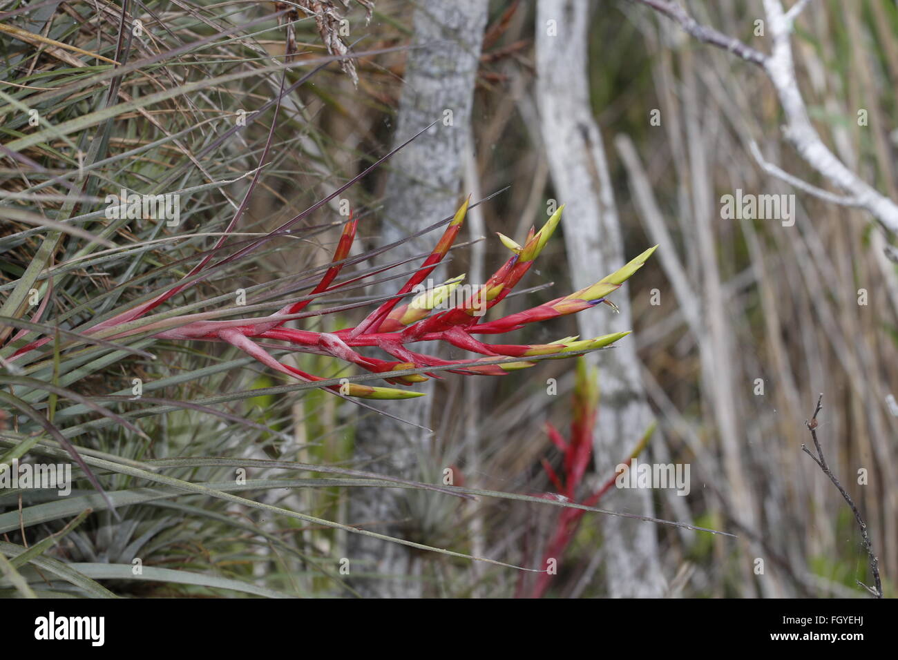 Bromeliad, Tillandsia fasciculata, Everglades National Park, Florida Stock Photo