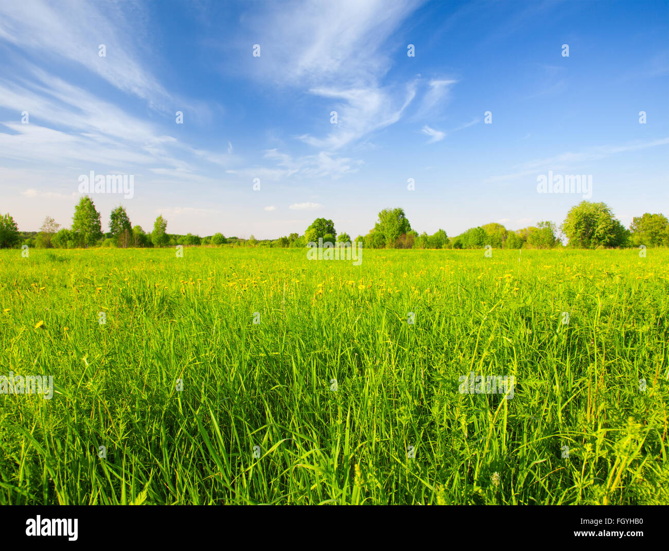 beautiful green field Stock Photo - Alamy