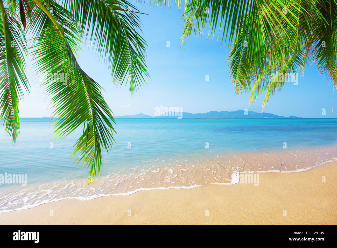 Palm and tropical beach Stock Photo - Alamy