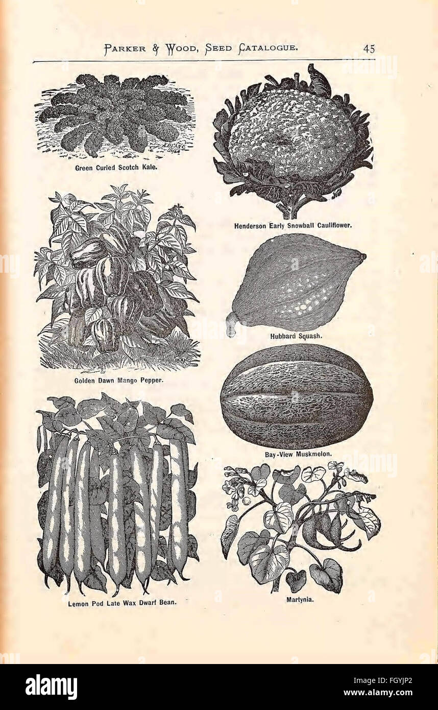 Annual illustrated, descriptive catalogue of seeds, plants, vines, small fruits Stock Photo