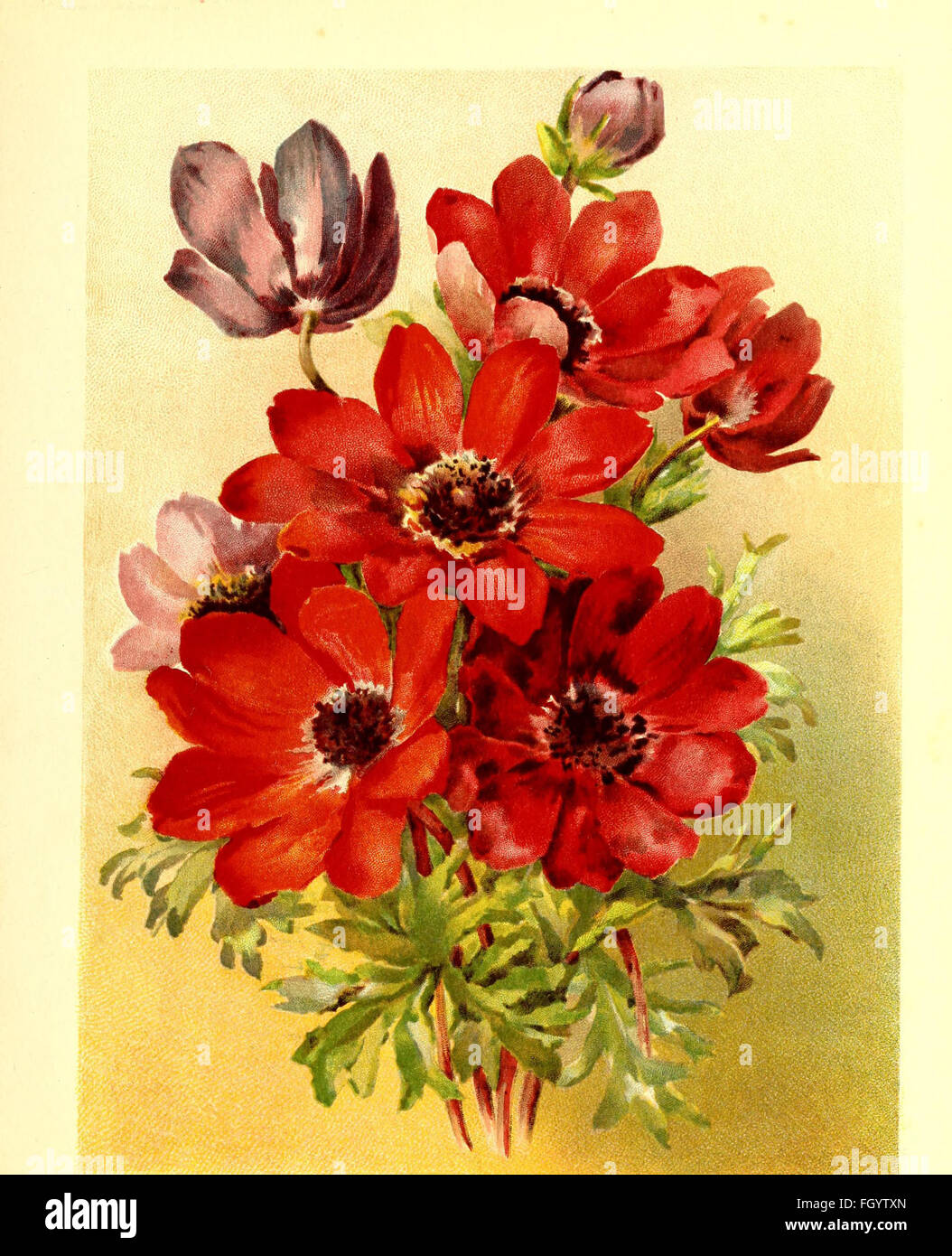 Flower grower's guide (1898 Stock Photo Alamy