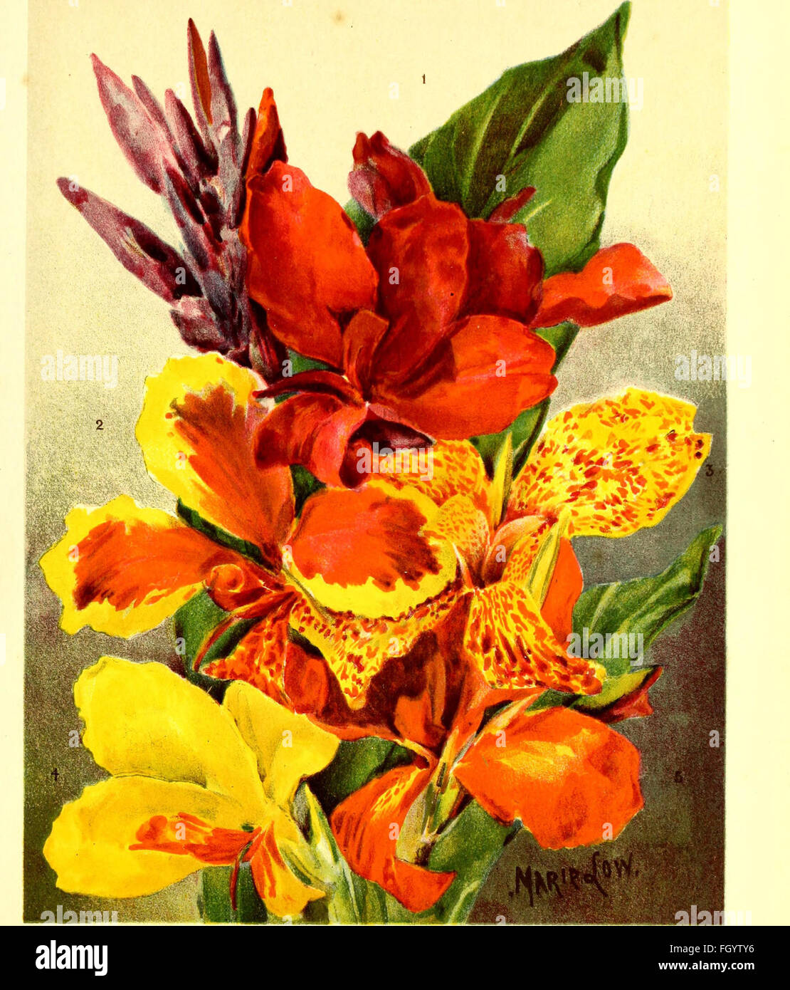 Flower grower's guide (1898 Stock Photo Alamy