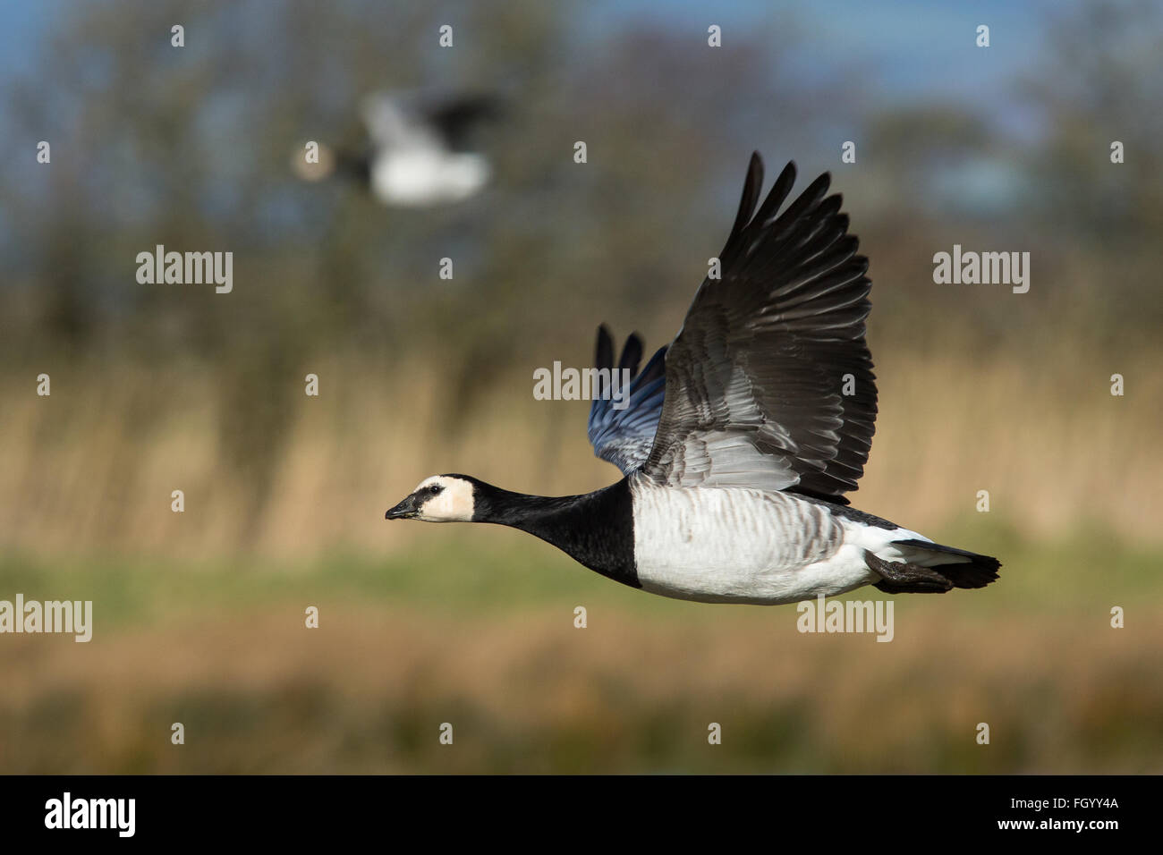 A Barnacle Goose in flight during its winter migration from Svalbard to the Solway Firth, Scotland Stock Photo