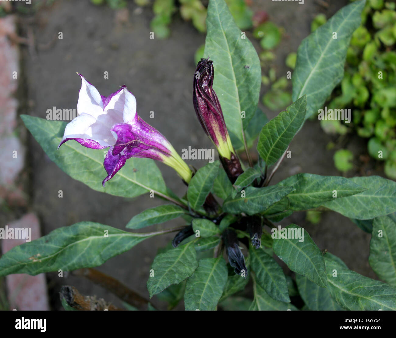 Datura metel, devil's trumpet, cultivar with narrow leaves and crmpled