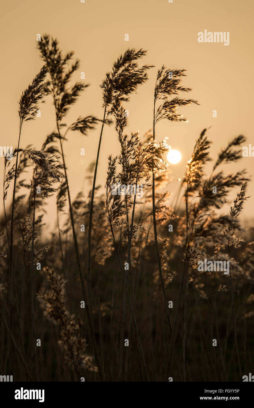 Sun setting behind reeds Stock Photo - Alamy