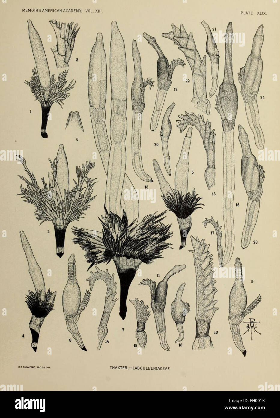 Botanically A collection of botanical studies published by Harvard University ...