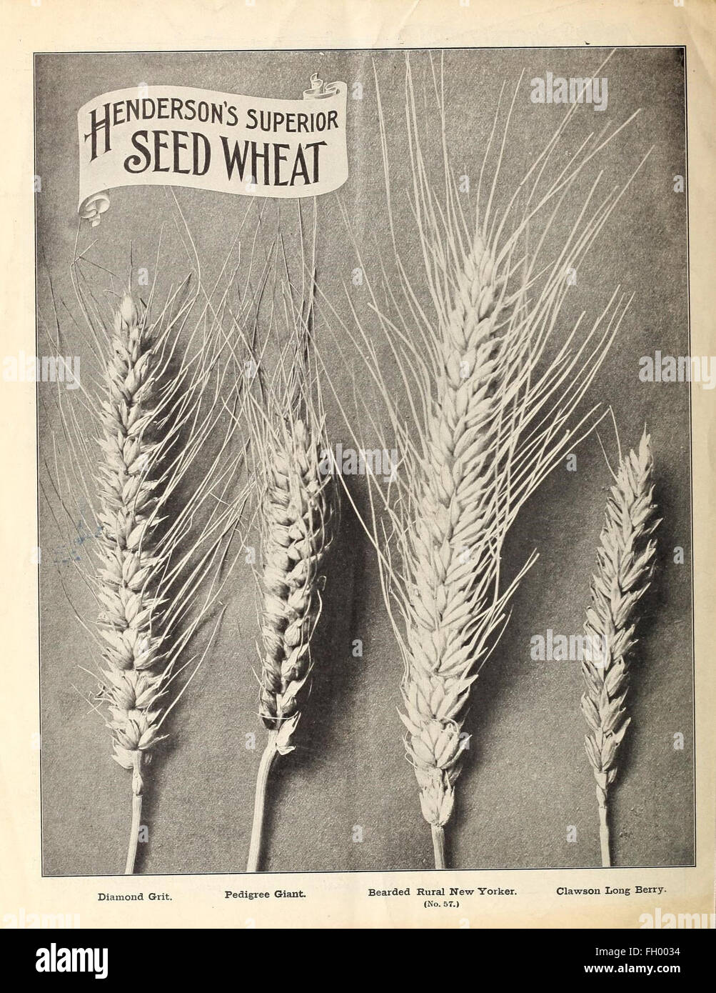 Henderson's superior agricultural seeds for fall sowing 1903 Stock Photo