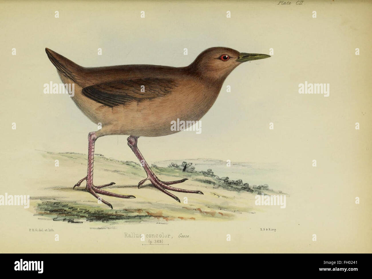 Illustrations of the birds of Jamaica Stock Photo