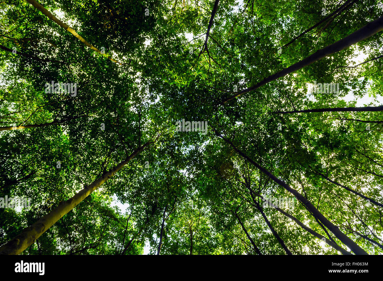 Green trees reaching to the sky Stock Photo - Alamy
