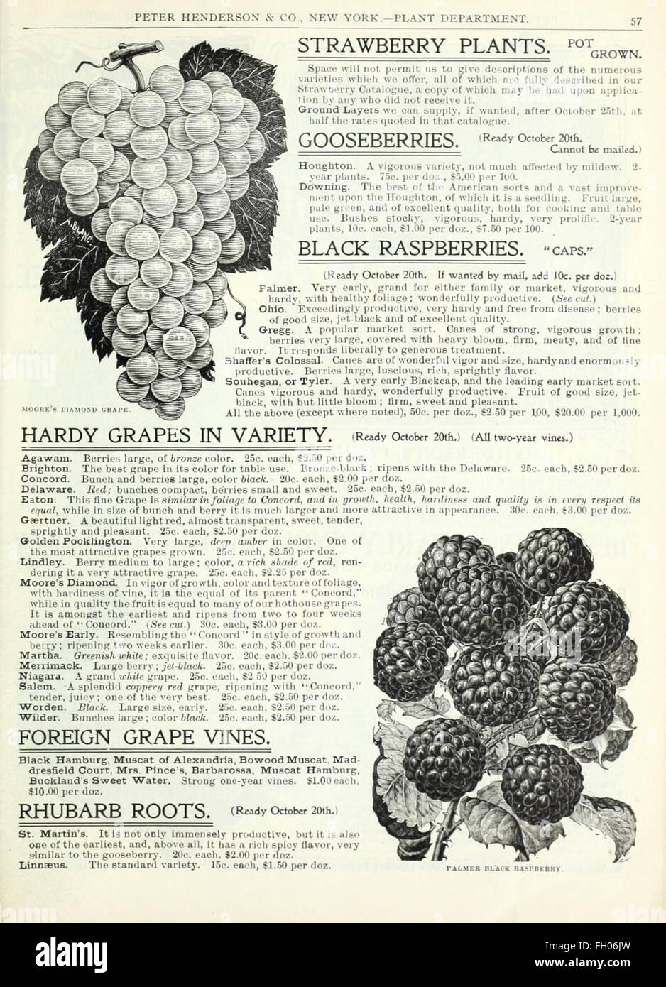 Autumn bulbs catalogue Stock Photo Alamy