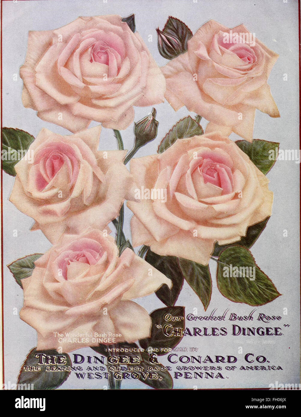 This guide offers detailed advice on the cultivation of roses, from ...