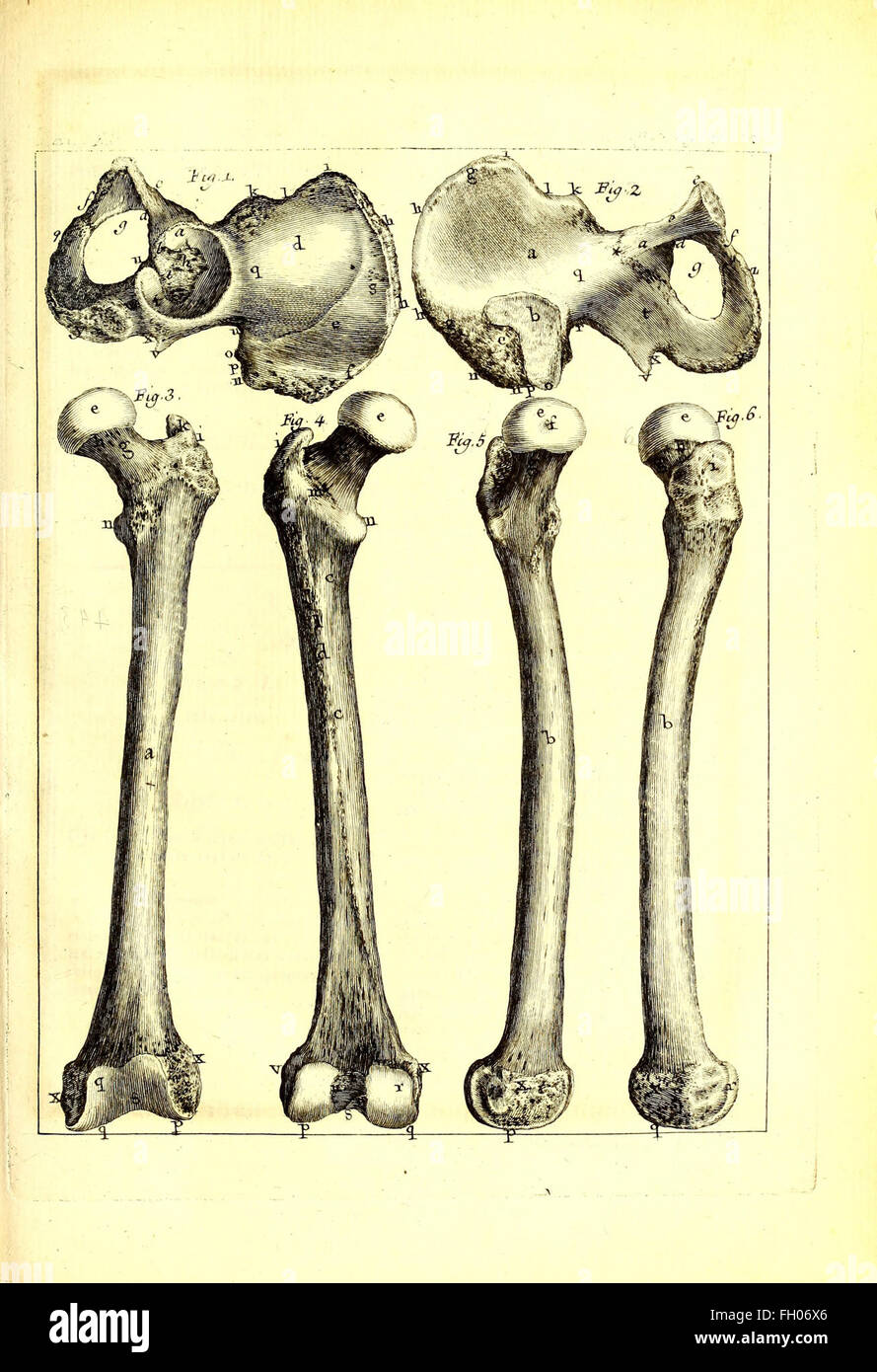 OstC3A9ographie, ou Description des os de