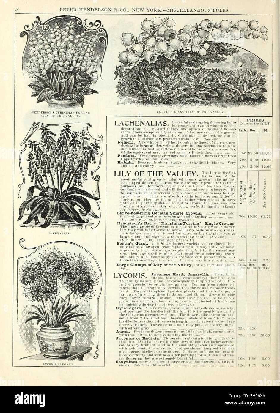 This autumn bulbs catalog offers a wide selection of bulbs for planting