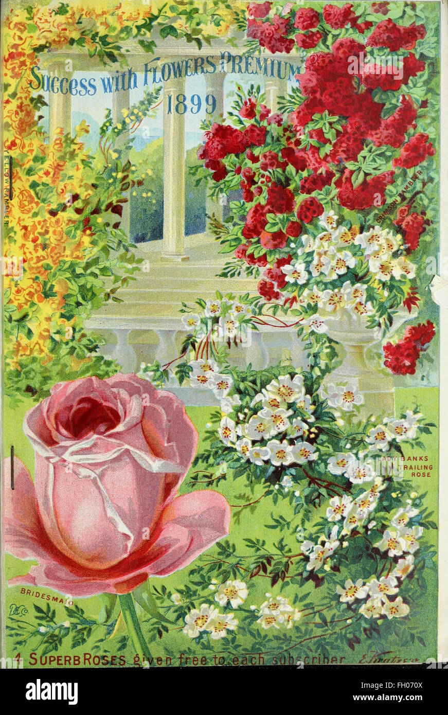 Our New Guide To Rose Culture Stock Photo Alamy Our New Guide To Rose Culture Stock Photo Alamy