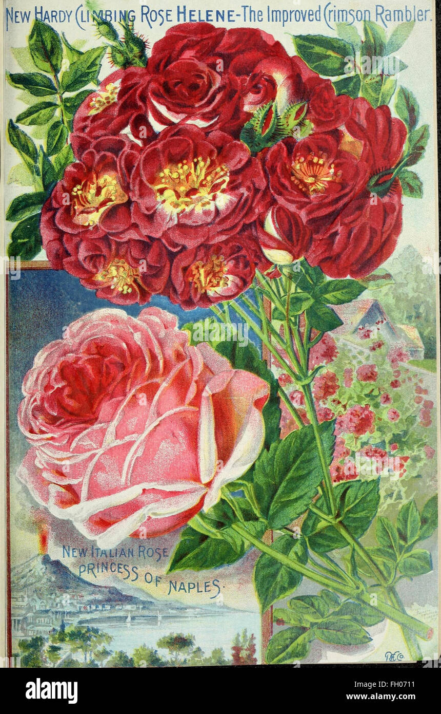 This guide provides essential information on cultivating roses ...