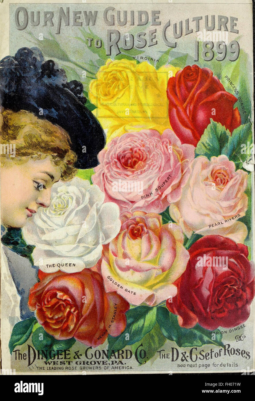 Our New Guide To Rose Culture Stock Photo Alamy Our New Guide To Rose Culture Stock Photo Alamy