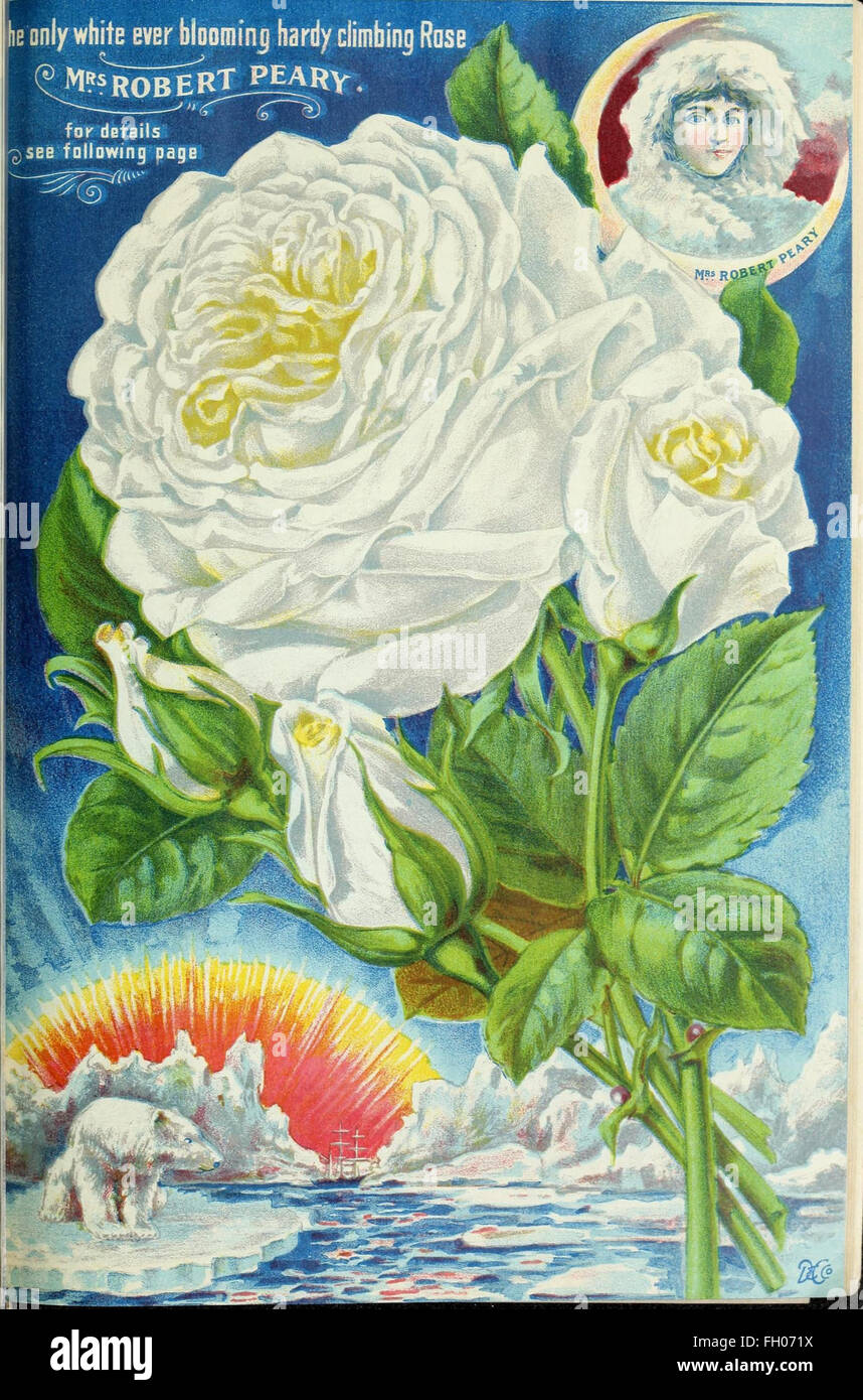 Our New Guide To Rose Culture Stock Photo Alamy Our New Guide To Rose Culture Stock Photo Alamy