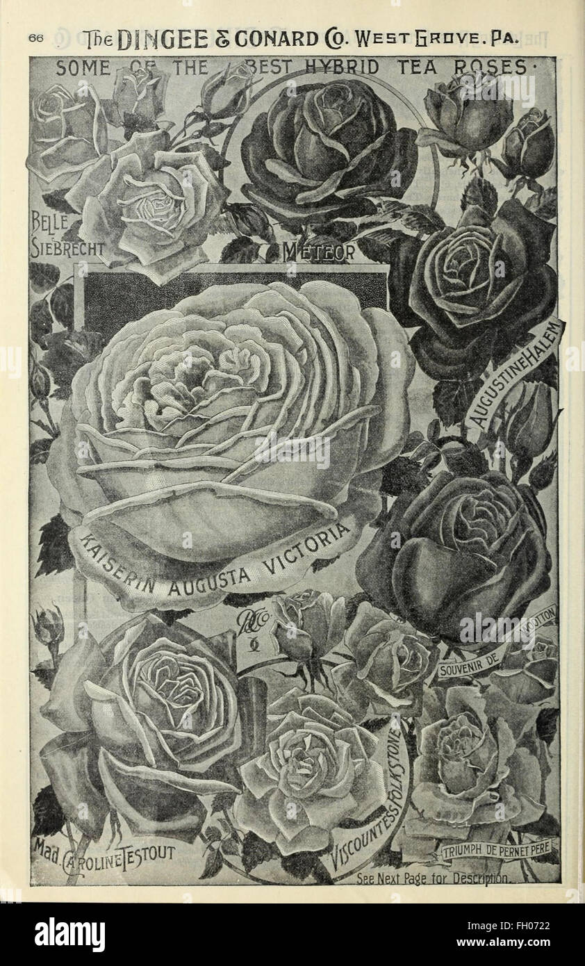 Our New Guide To Rose Culture Stock Photo Alamy Our New Guide To Rose Culture Stock Photo Alamy