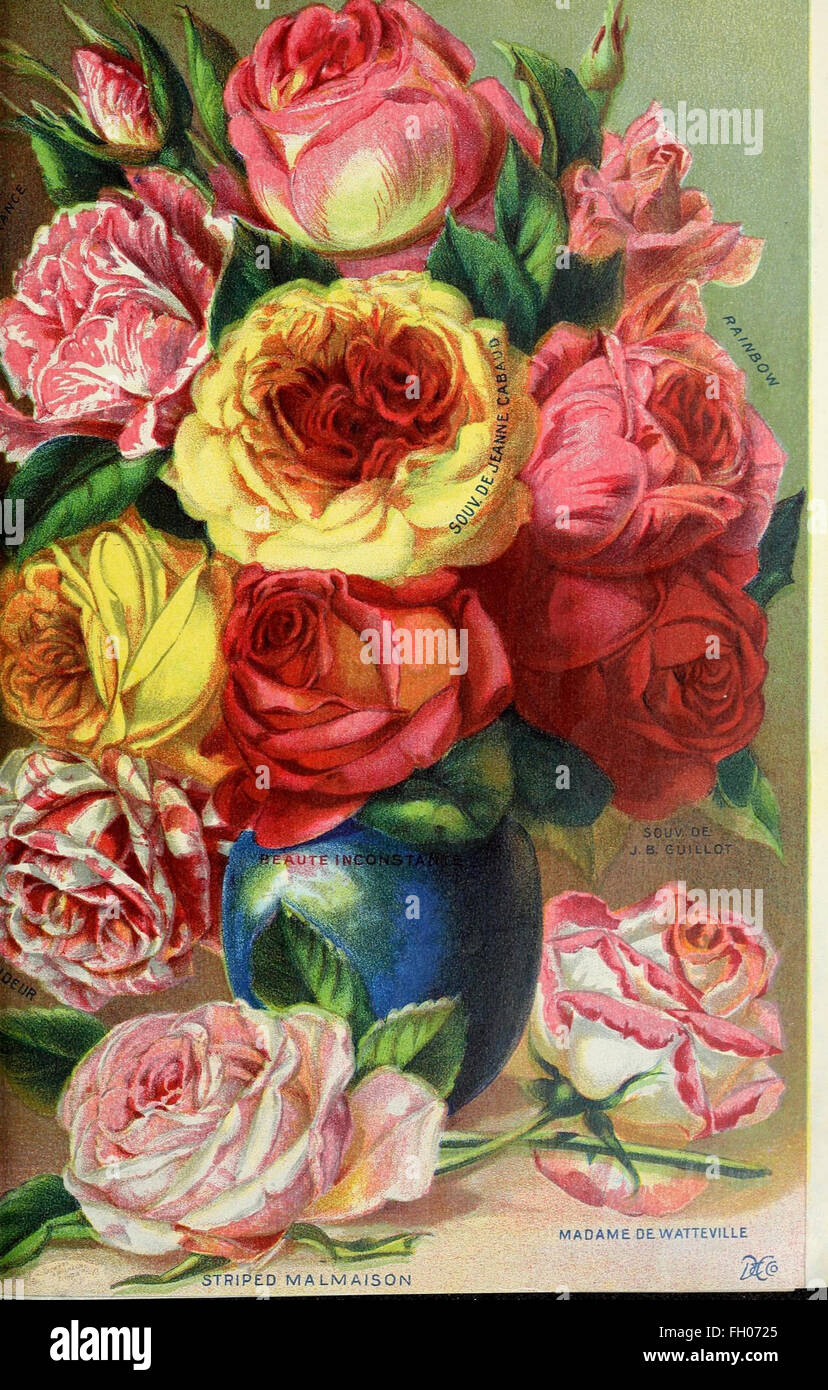 Our New Guide To Rose Culture Stock Photo Alamy Our New Guide To Rose Culture Stock Photo Alamy