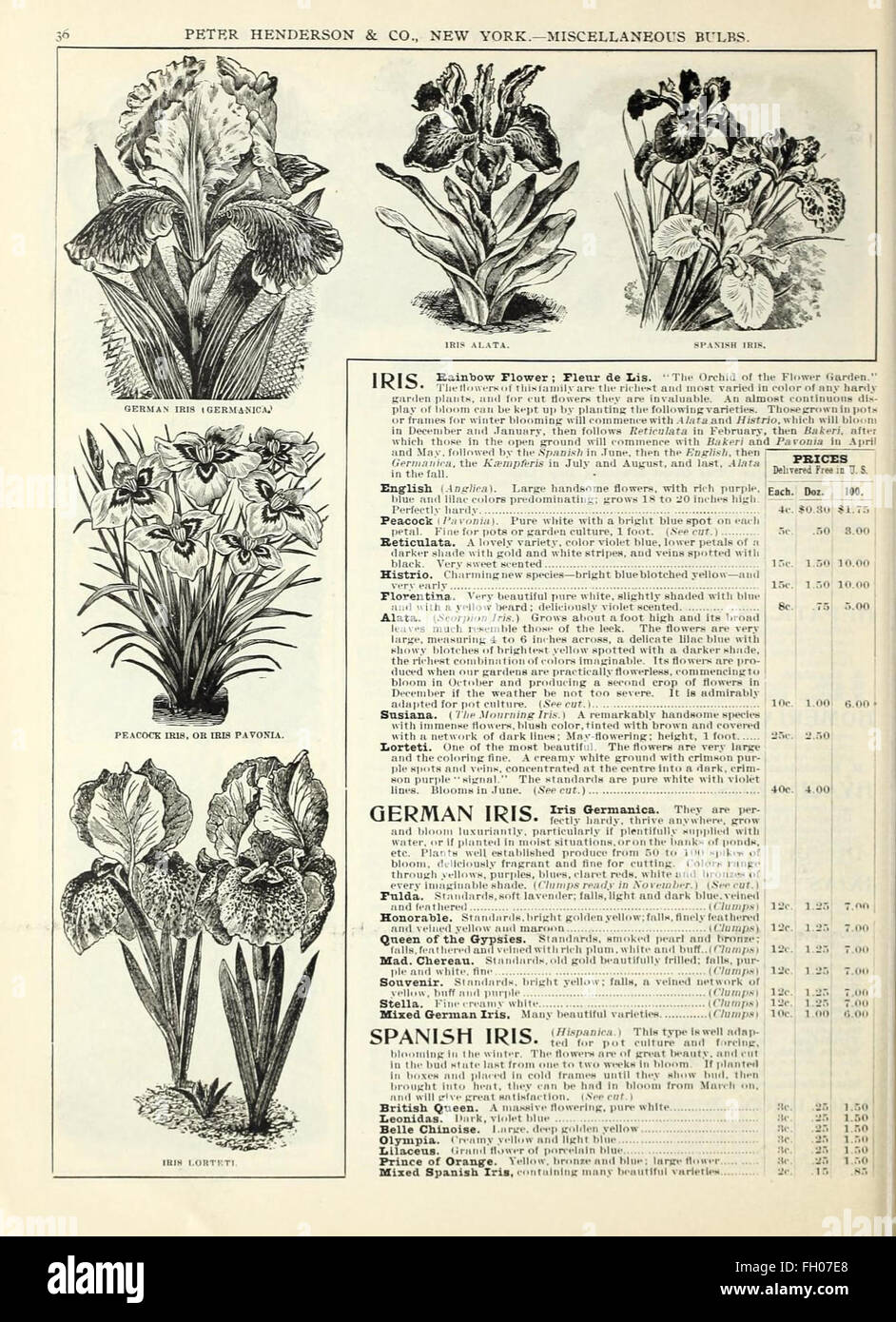 Autumn bulbs catalogue Stock Photo Alamy