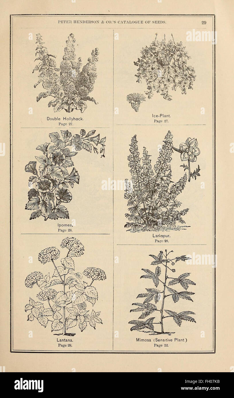 Illustration vintage historic old seed catalogue hires stock