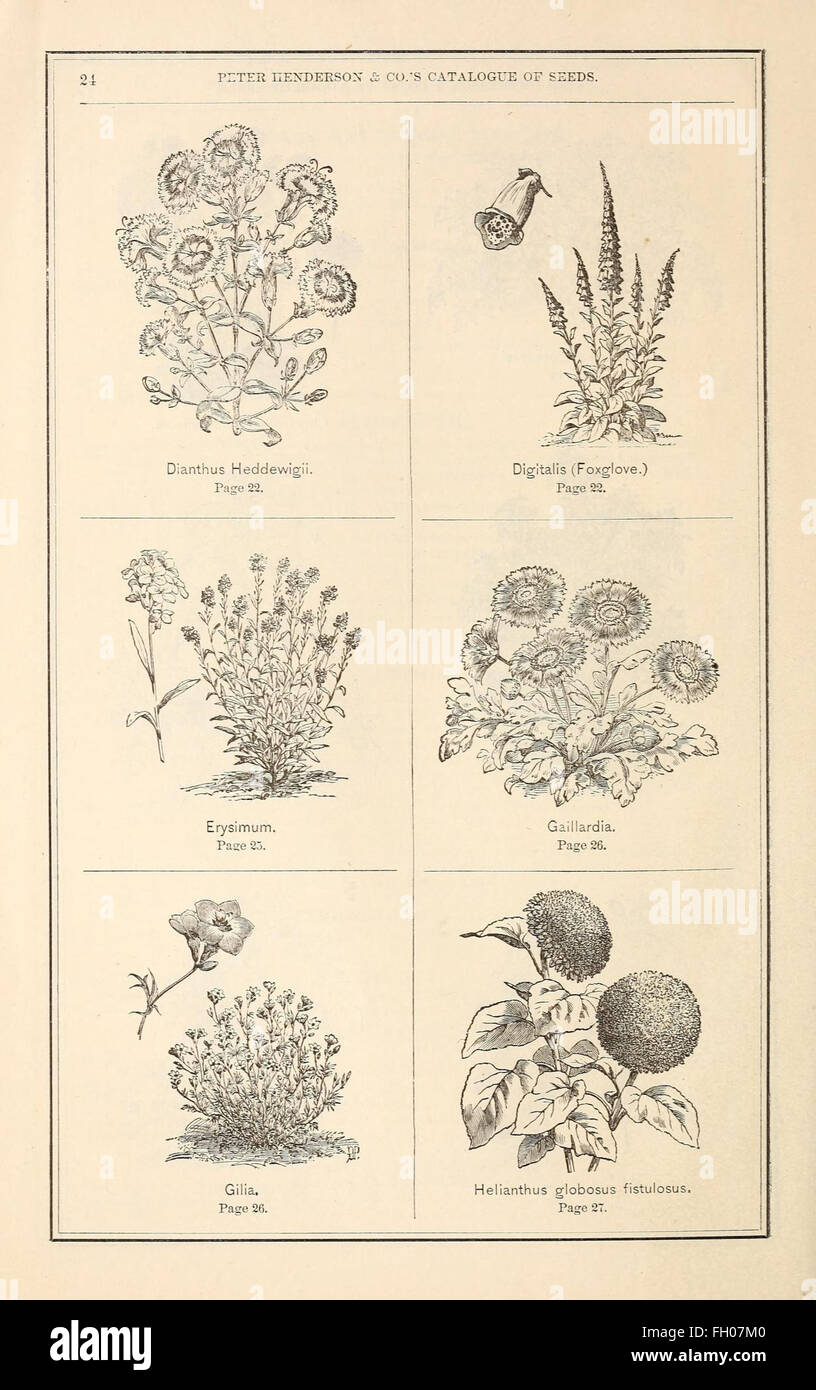 Seed catalogue illustration hires stock photography and images Alamy