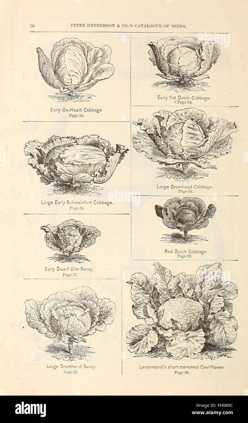 Peter Henderson and Co's seed catalogue Stock Photo Alamy