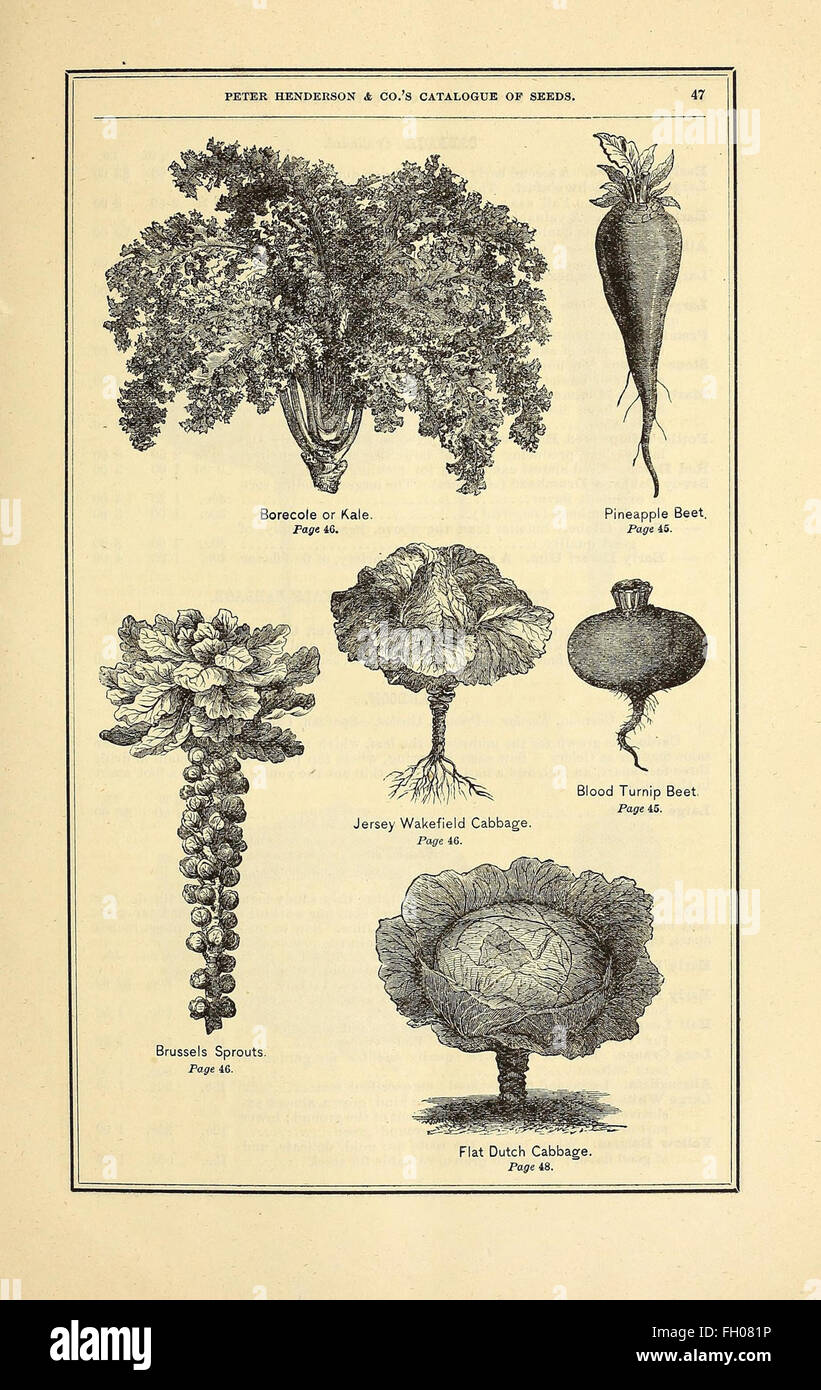 Peter Henderson and Co's seed catalogue Stock Photo Alamy
