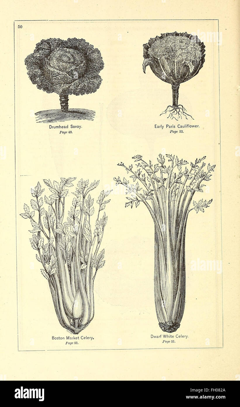 Peter Henderson and Co.'s seed catalogue offers a wide selection of