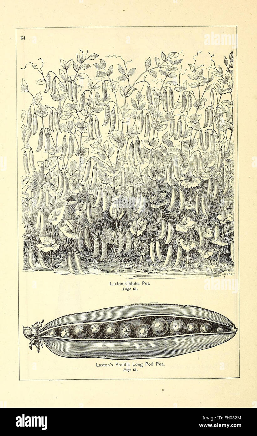 Peter Henderson and Co's seed catalogue Stock Photo Alamy