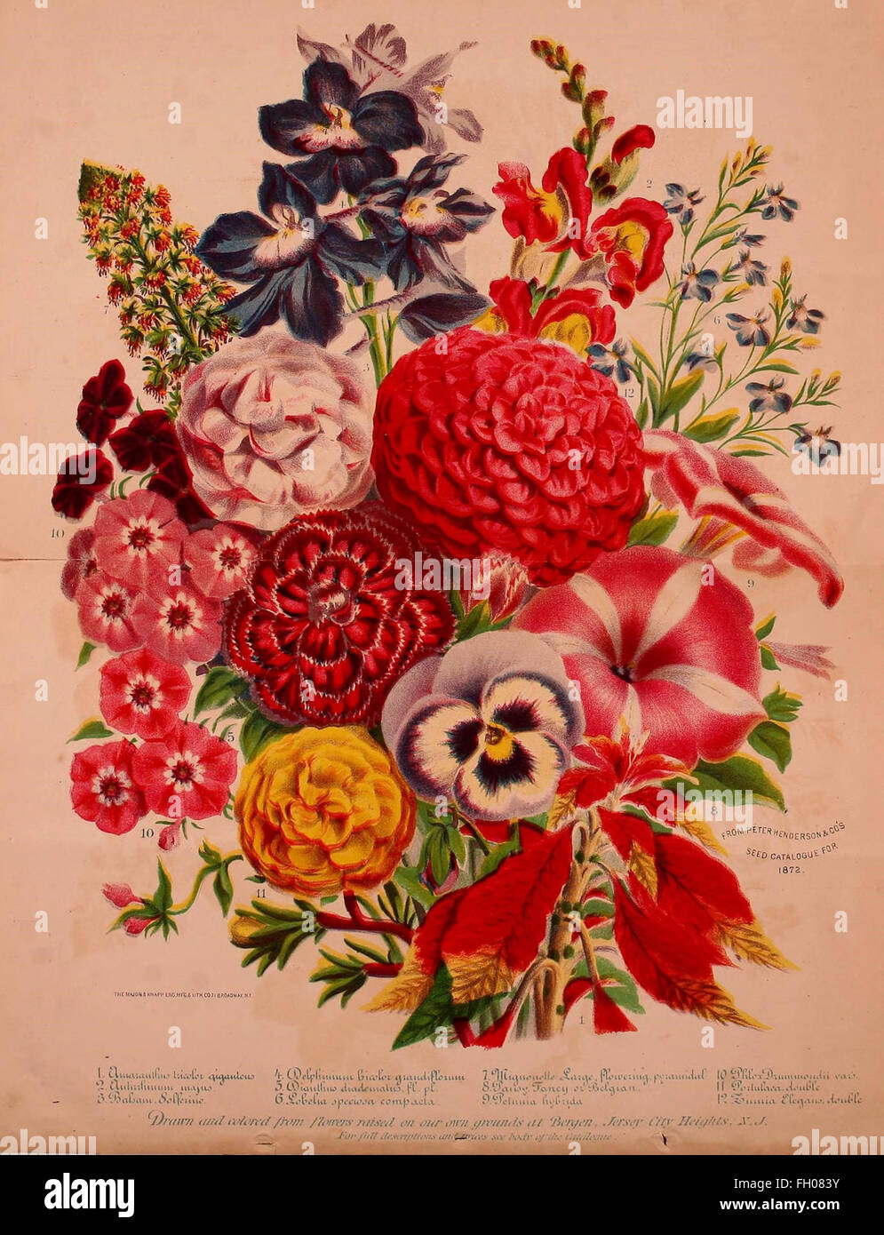 Peter Henderson and Co's seed catalogue Stock Photo Alamy