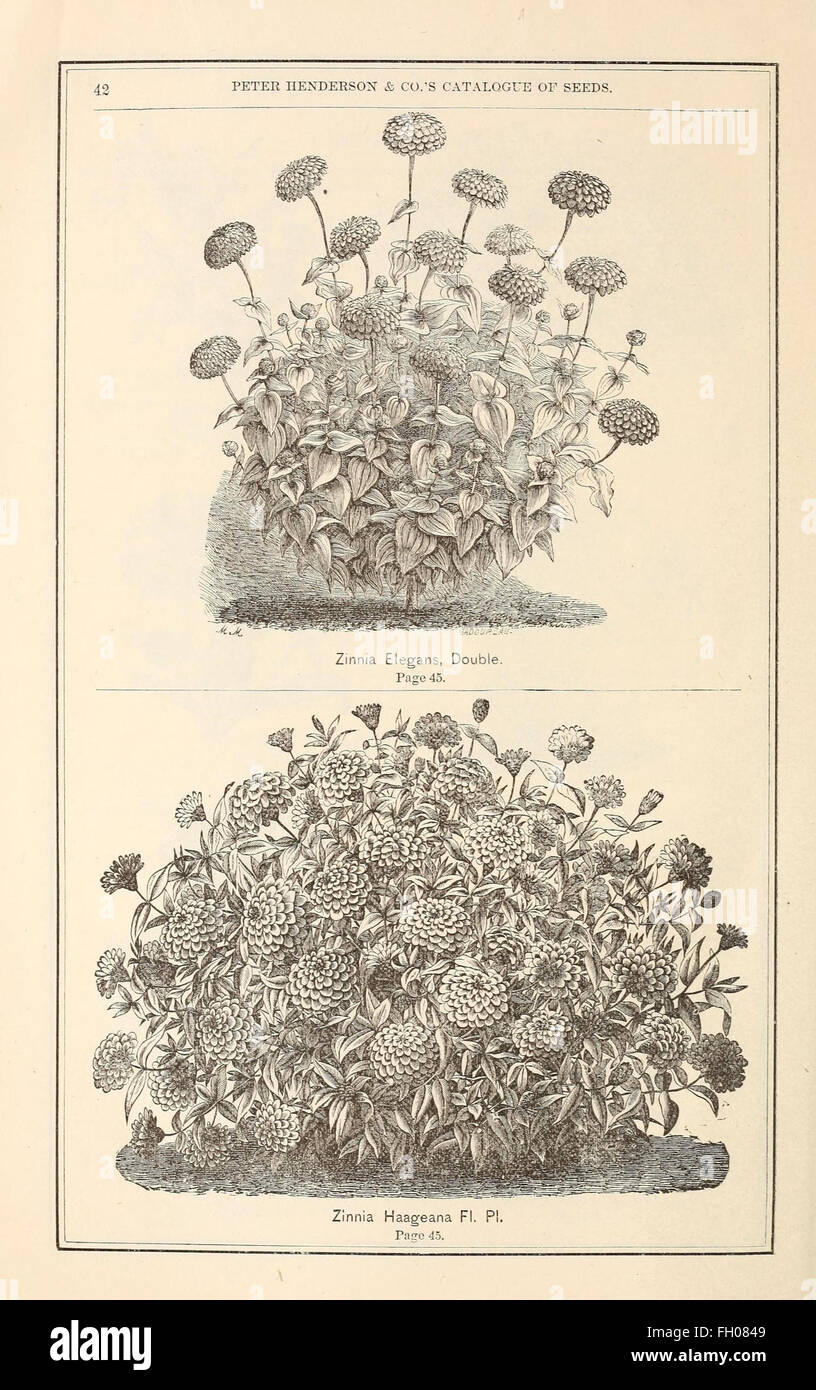 Illustration vintage historic old seed catalogue hires stock