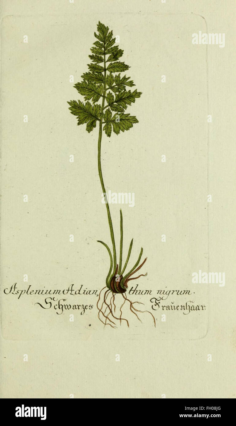 Plantarum indigenarum et exoticarum icones ad vivum coloratae, oder