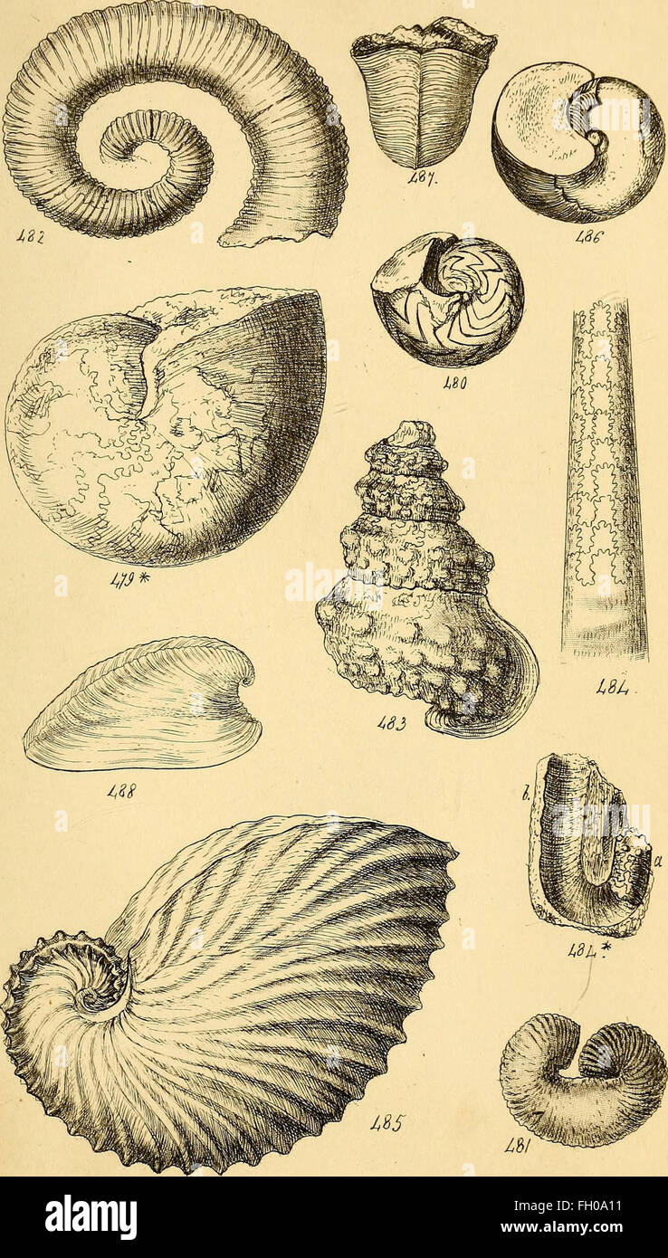 Detailed study of various shell types hi-res stock photography and ...