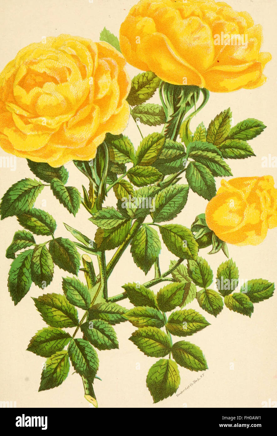 Roses And Rose Culture 1892 Stock Photo Alamy Roses And Rose Culture 1892 Stock Photo Alamy